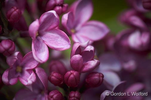 Lilac Closeup_53652.jpg - Photographed at Ottawa, Ontario - the Capital of Canada.